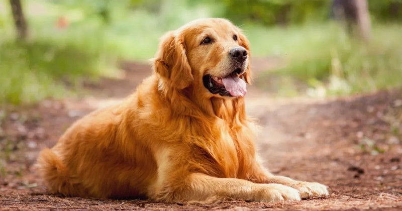 5 razas de perros más populares en todo el mundo. ¿Has tenido alguno?