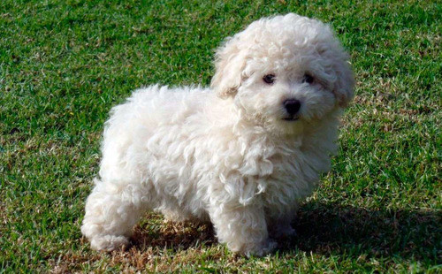 5 razas de perros más populares en todo el mundo. ¿Has tenido alguno?