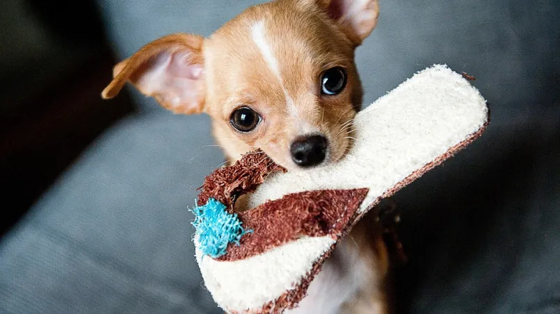 5 razas de perros más populares en todo el mundo. ¿Has tenido alguno?