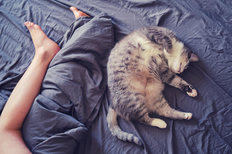 ¿Cómo eligen los gatos con quién dormir?