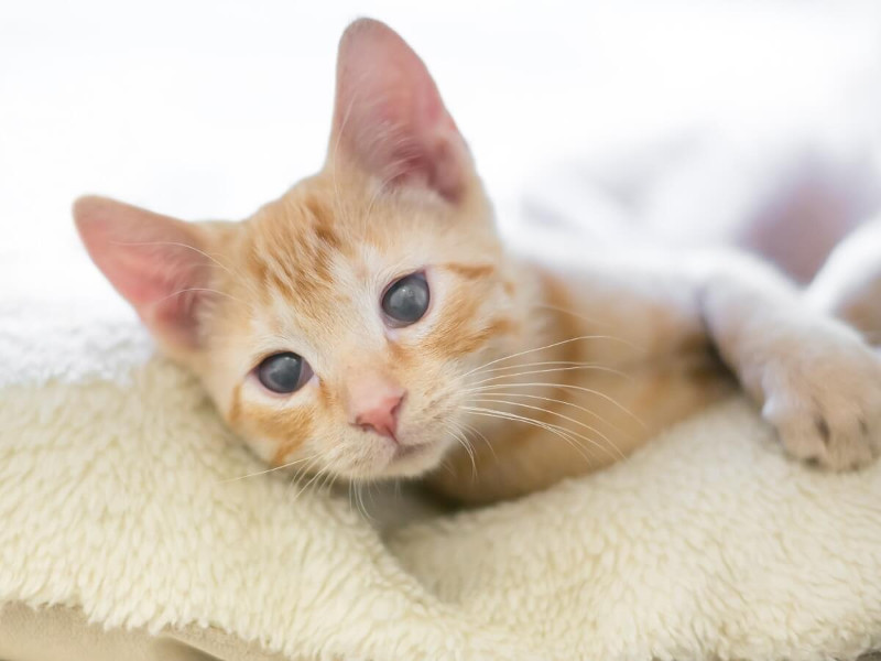 Ceguera felina: causas y tratamientos. Parte 1.