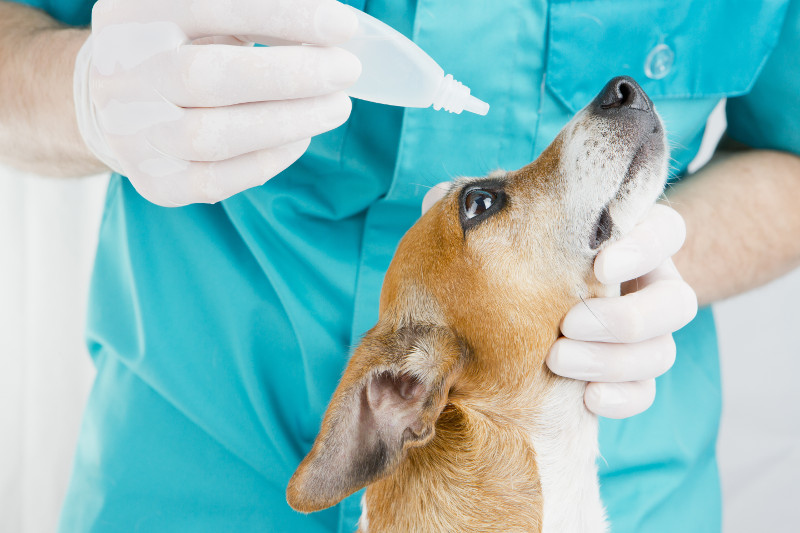 Conjuntivitis canina, una enfermedad a la que debes estar atento