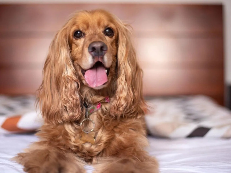 ¿Quieres un perrito con orejas largas?