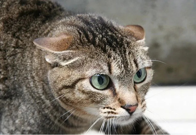 ¿Quieres saber cómo se siente tu gato? Observa sus orejas
