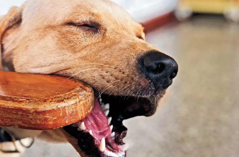 3 consejos para evitar que tu perro muerda los muebles