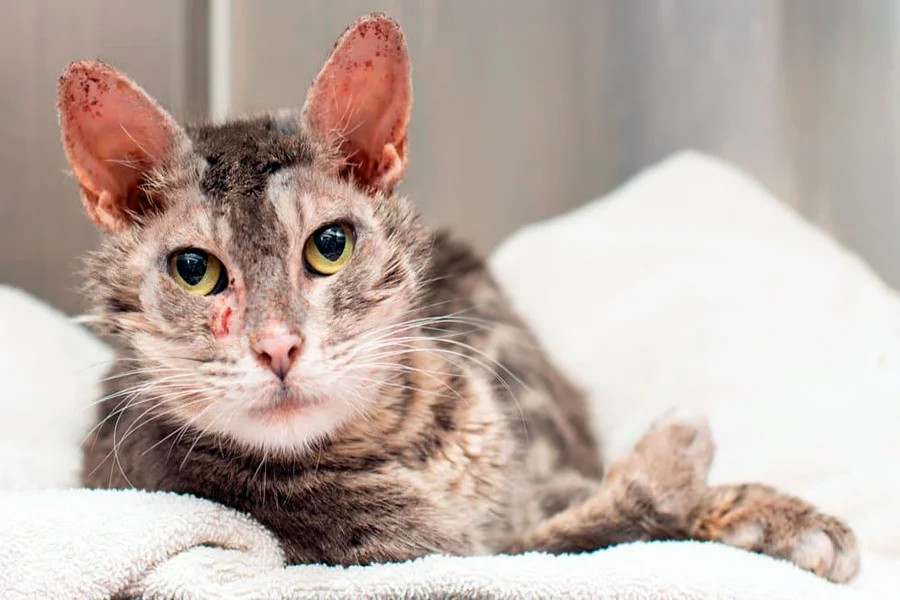 Sarna felina, una enfermedad muy contagiosa