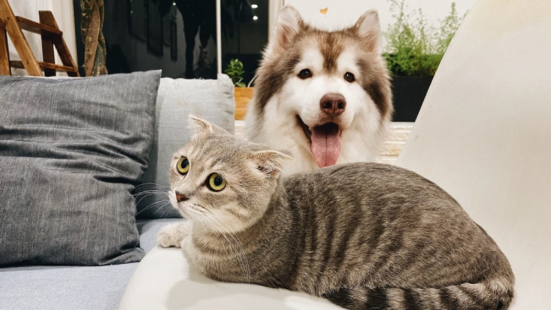 ¿Quién es más listo, el perro o el gato?