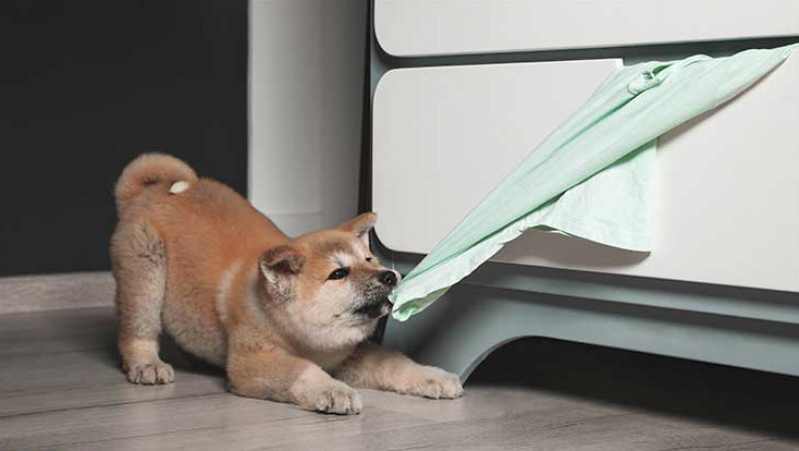 ¿Por qué mi perro muerde todo en casa? 3 explicaciones a este