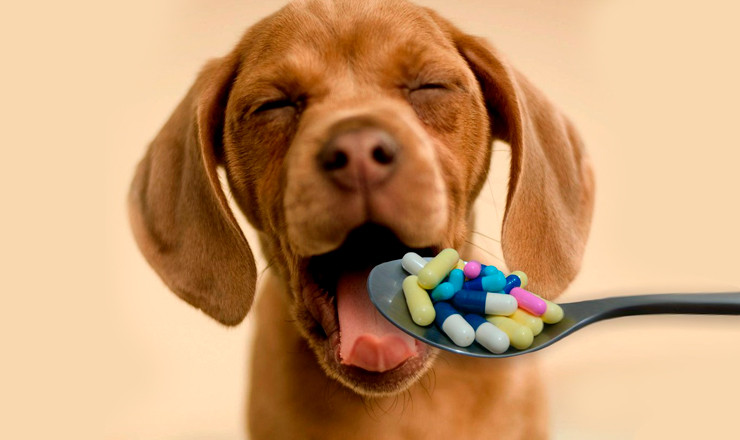 Automedicación, un ejercicio que puede ser fatal para tu mascota