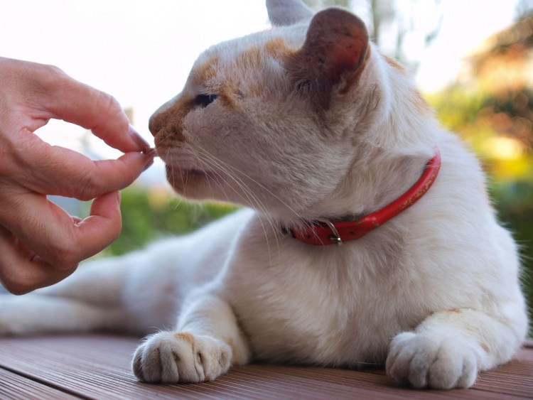 Automedicación, un ejercicio que puede ser fatal para tu mascota