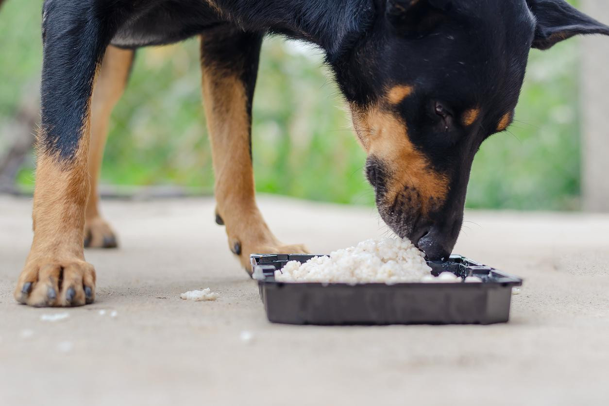 Los cereales, buenos como premios, pero no sustituyen al alimento de tu mascota