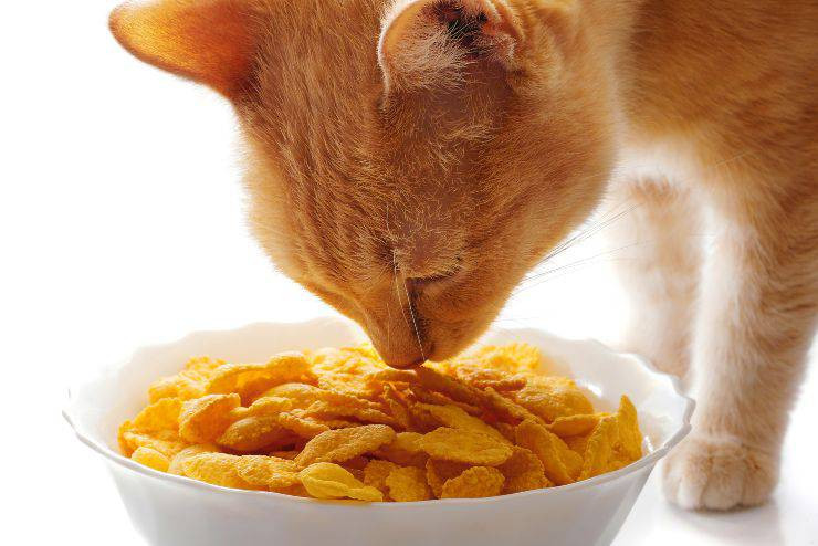 Los cereales, buenos como premios, pero no sustituyen al alimento de tu mascota