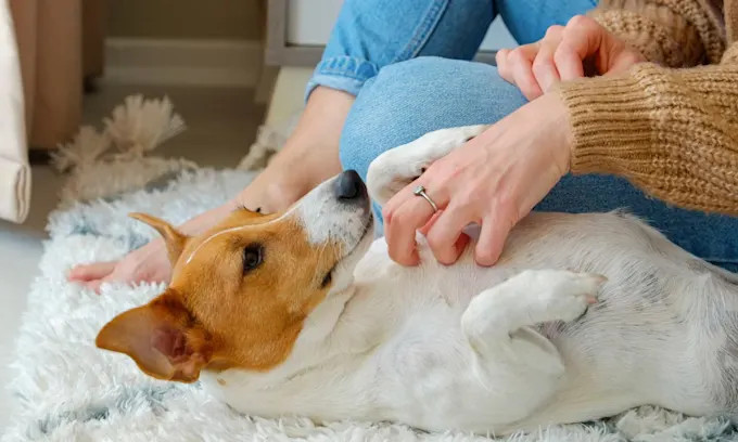 Conoce los lugares favoritos de tu perro para rascar y acariciar