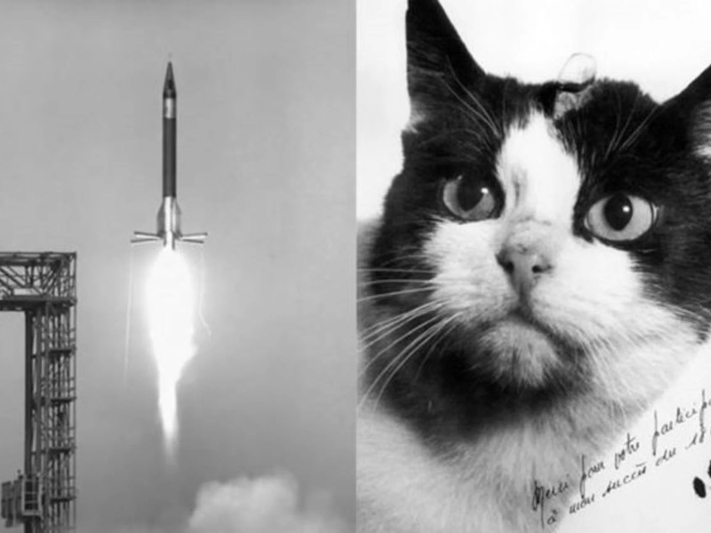 Félicette, el gato astronauta
