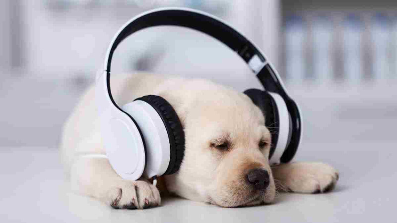 La música preferida de tu perro