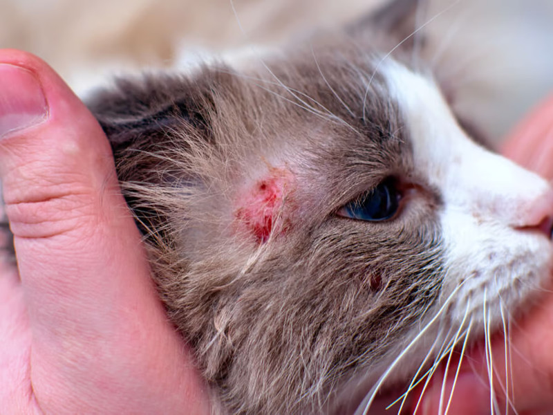 ¿Sabes qué es la tiña en los gatos?