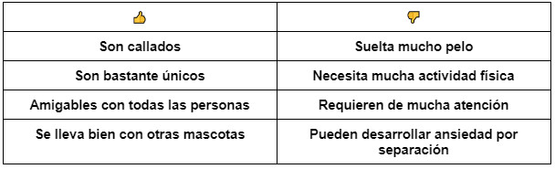 El gato Highlander, conoce a esta peculiar raza