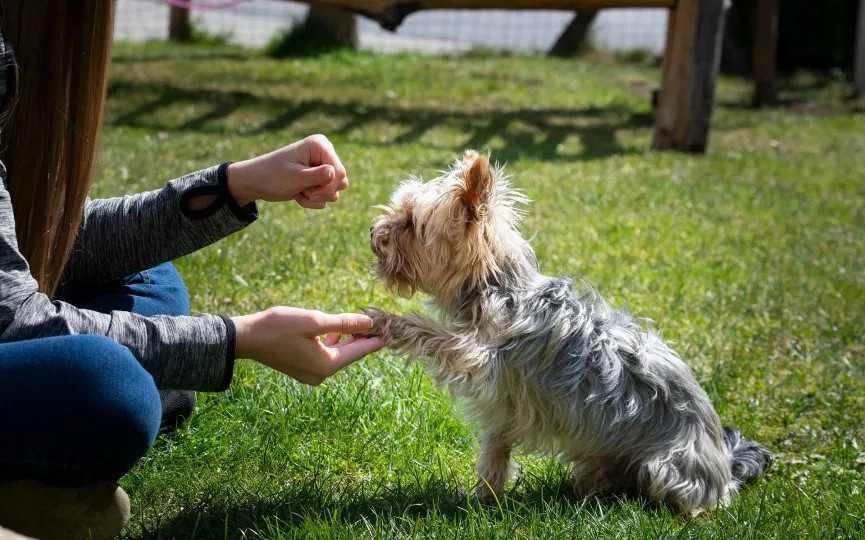 ¿Los perros son zurdos o diestros?