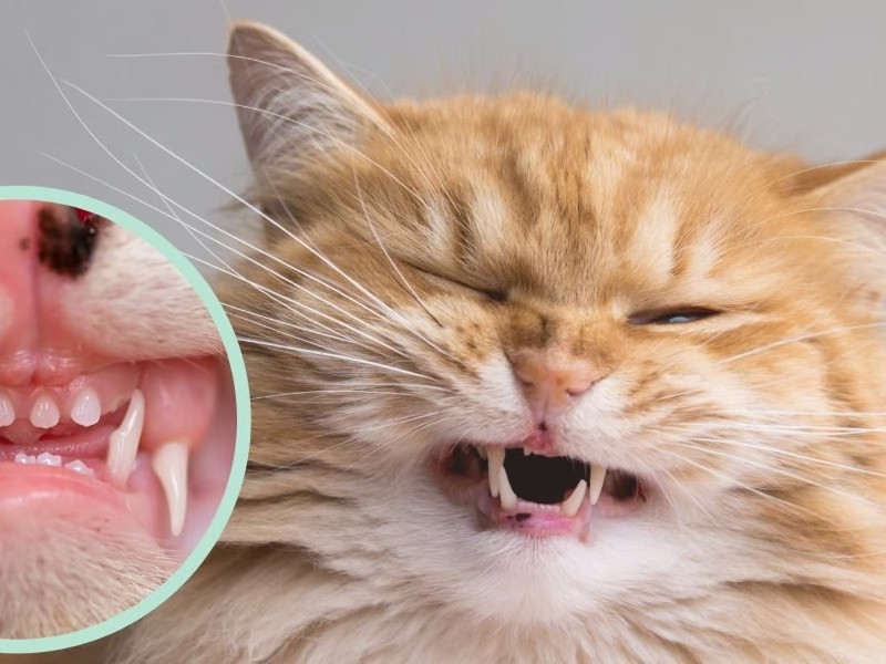 ¿Conoces los dientes de tu gato?