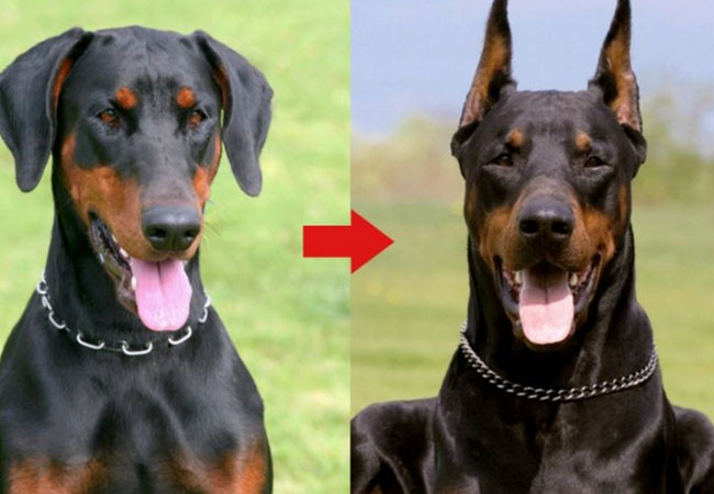 ¿Por qué a algunas razas caninas les recortan las orejas?