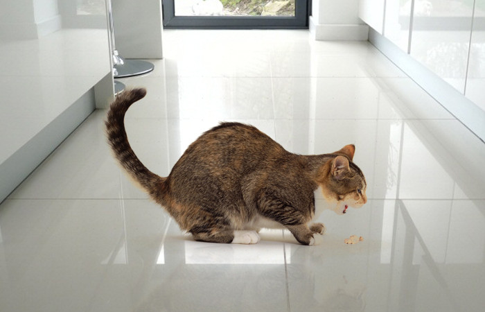 Las razones más comunes por las que los gatos vomitan