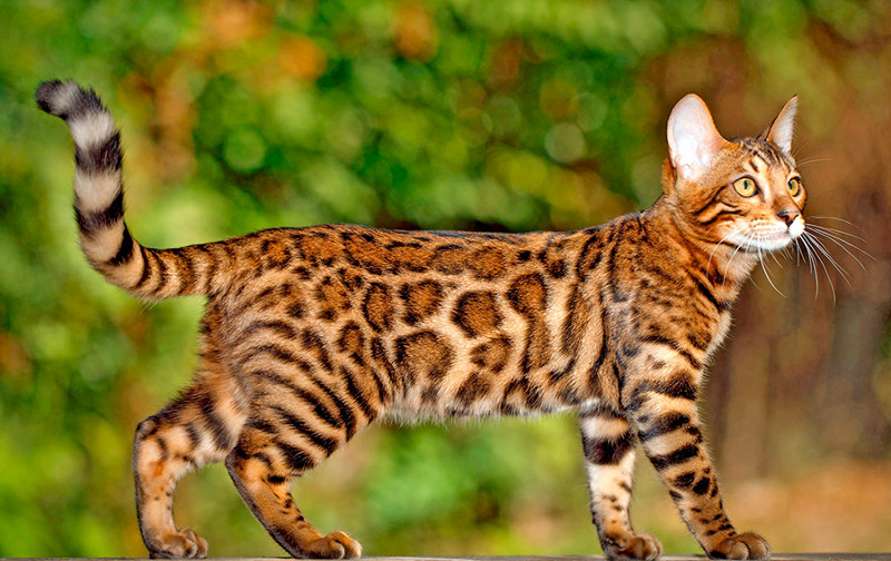 Las 10 razas de gatos más inteligentes parte 1
