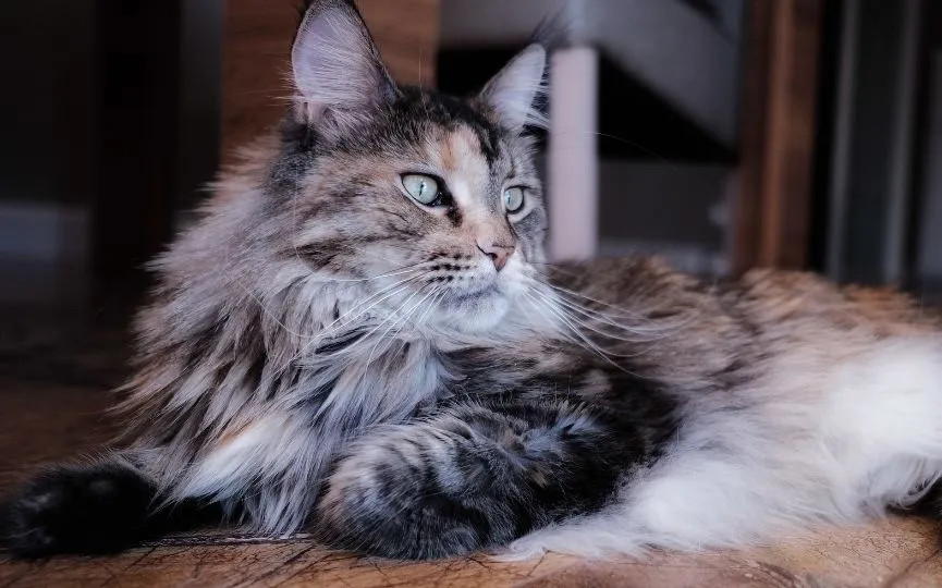 Las 10 razas de gatos más inteligentes parte 1