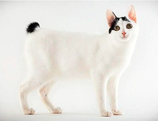 Las 10 razas de gatos más inteligentes parte 1