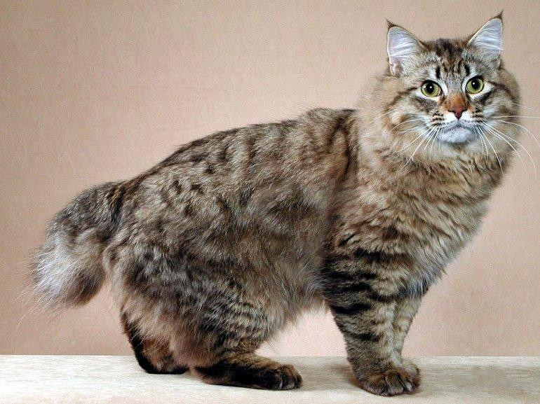 Las 10 razas de gatos más inteligentes parte 2