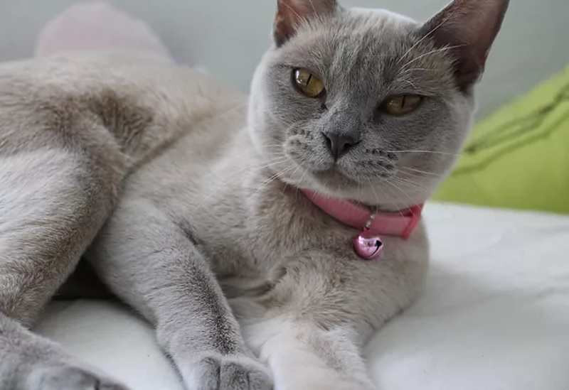 Las 10 razas de gatos más inteligentes parte 2