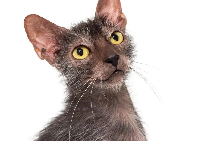 Las 10 razas de gatos más inteligentes parte 2