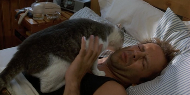 ¿Por qué mi gato siempre me despierta durante la noche?