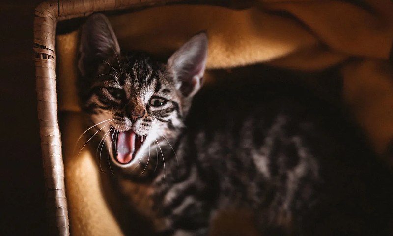 ¿Por qué tu gato maúlla por la noche?