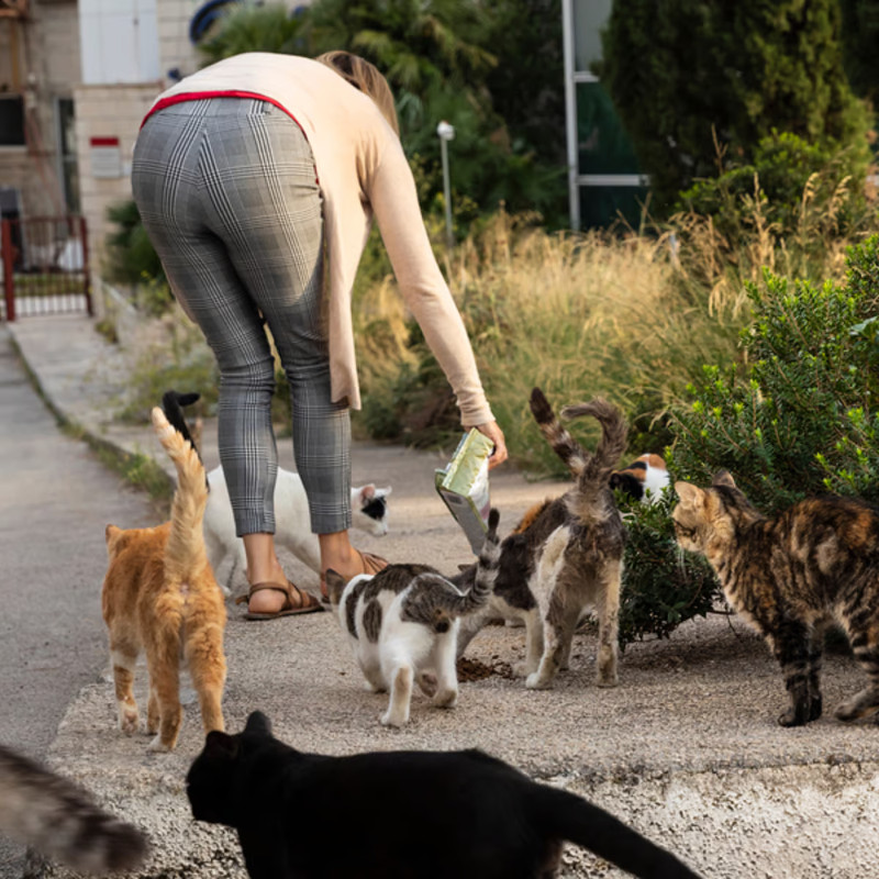 ¿Adoptaste un gato callejero? Aprende a cuidarlo.