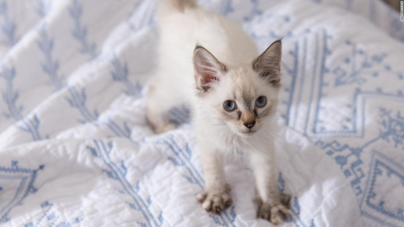 ¿Qué significa un gato amasando?