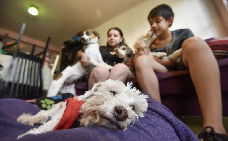 ¿Adoptaste un perro callejero? Aprende a cuidarlo