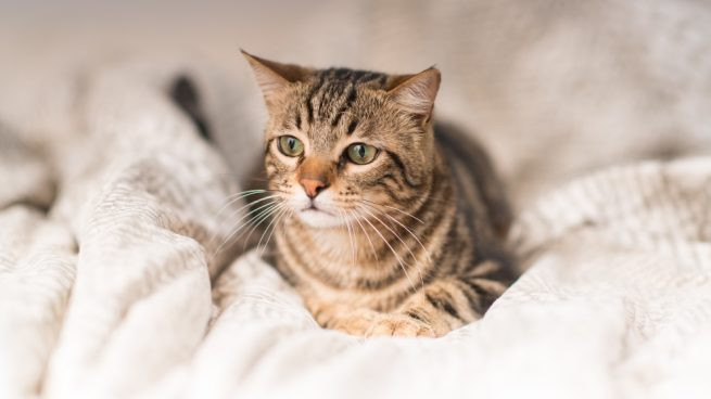 5 razas de gatos más comunes en México