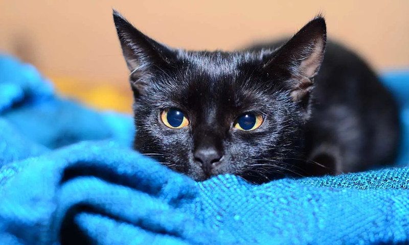 5 razas de gatos más comunes en México