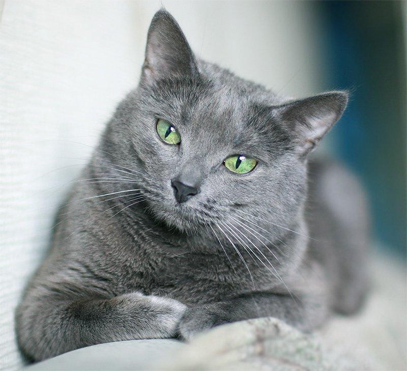 5 razas de gatos más comunes en México