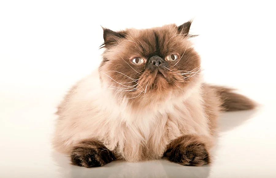 4 razas felinas para personas tranquilas