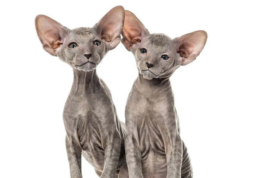 ¿Sabes cómo cuidar a un gato sin pelo?