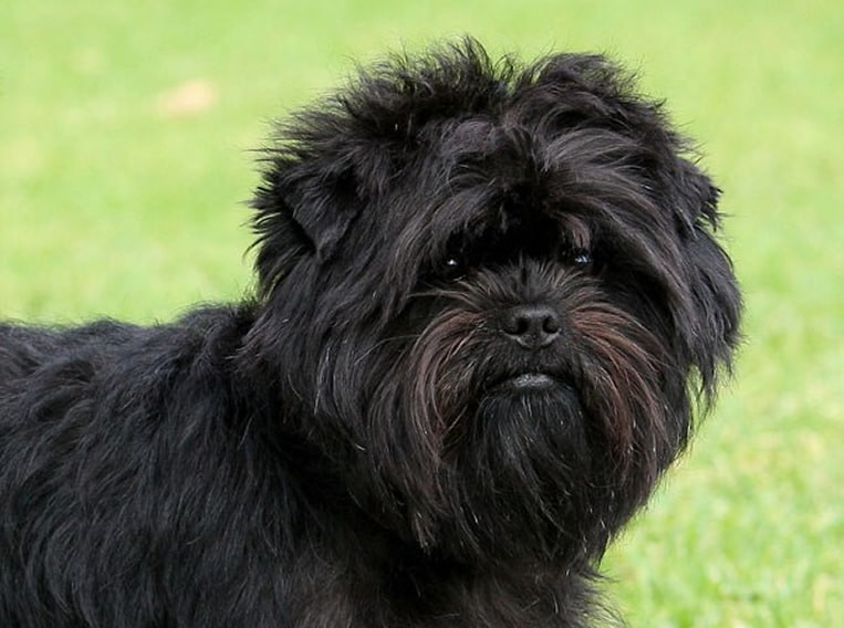 Conoce al Affenpinscher, el pequeño aleman