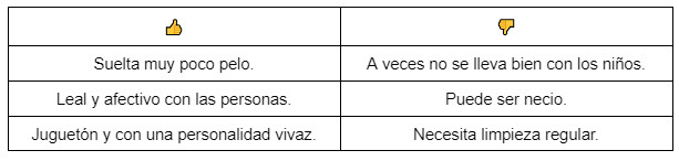 Conoce al Affenpinscher, el pequeño aleman