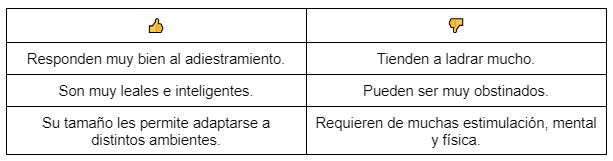 Descubre al Klee Kai, un perro poco conocido