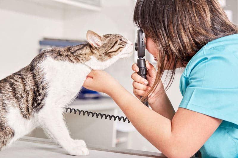 El glaucoma en gatos, conoce su tratamiento