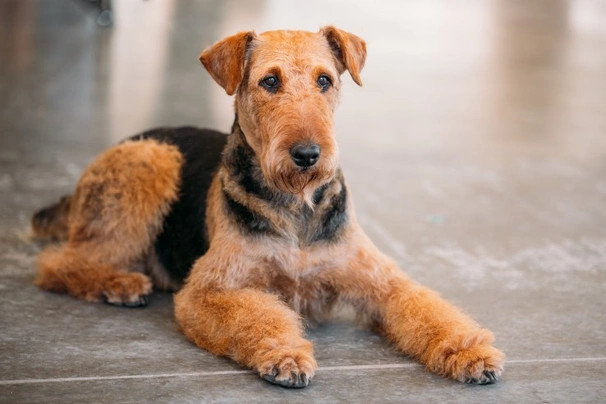 ¿Sabes que hay un perro al que se le conoce como "el Rey de los Terriers"?
