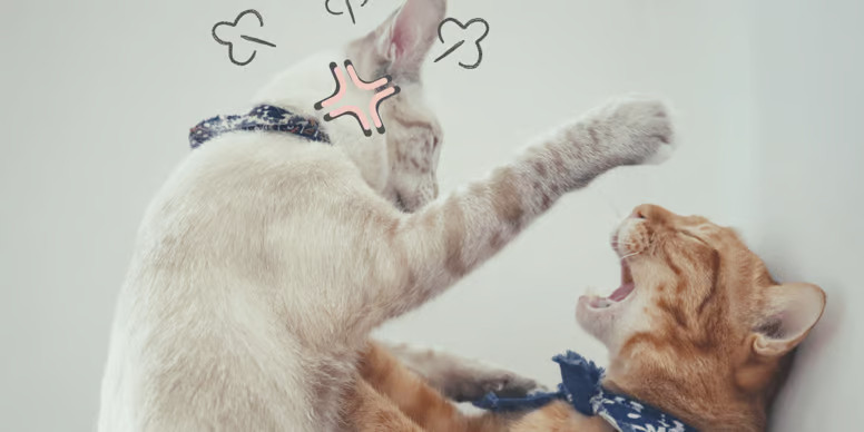 Los gatos también presentan problemas de comportamiento