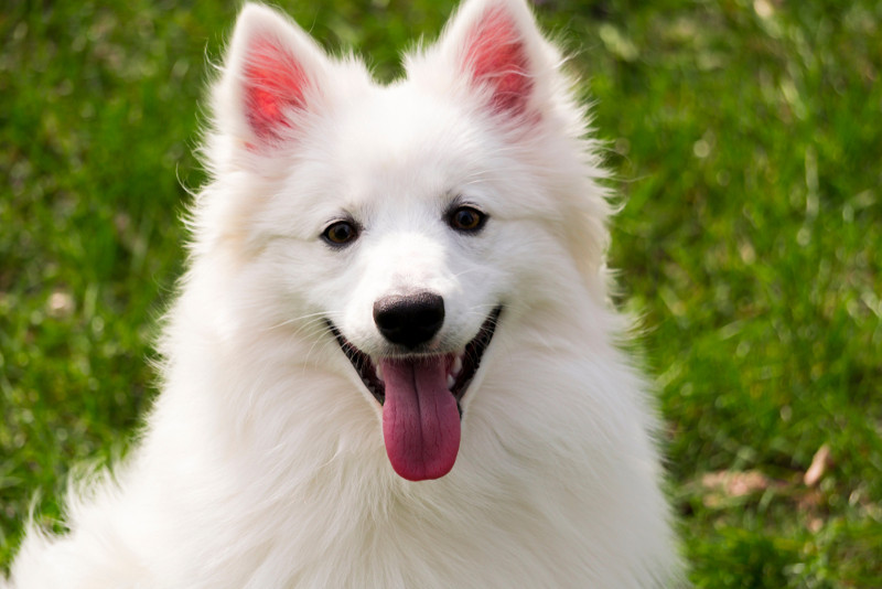 Un amigo peludo estadounidense, el Eskimo americano