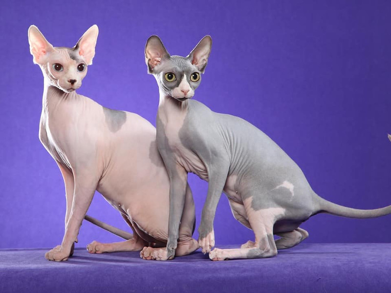 Conoce al Peterbald, un gato único