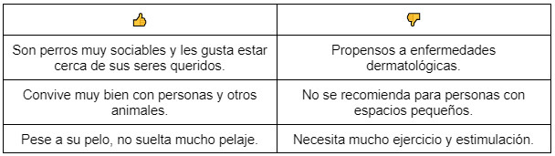Un canino poco conocido, el Barbet